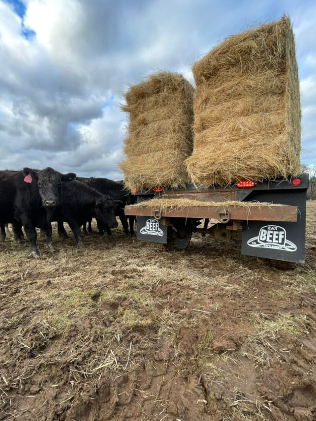 Cows and a Classic truck with Eat Beef 24x30 mudflaps installed